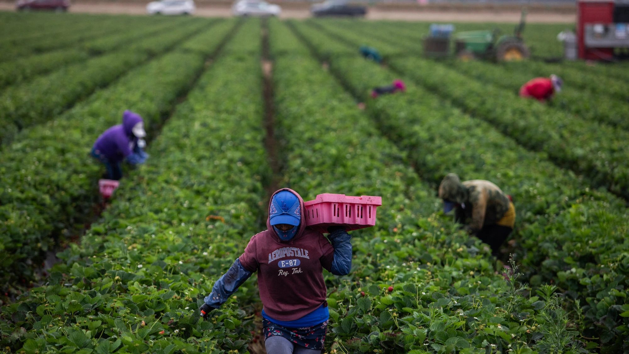 Heat amplifies pesticide danger to US farmworkers, study finds