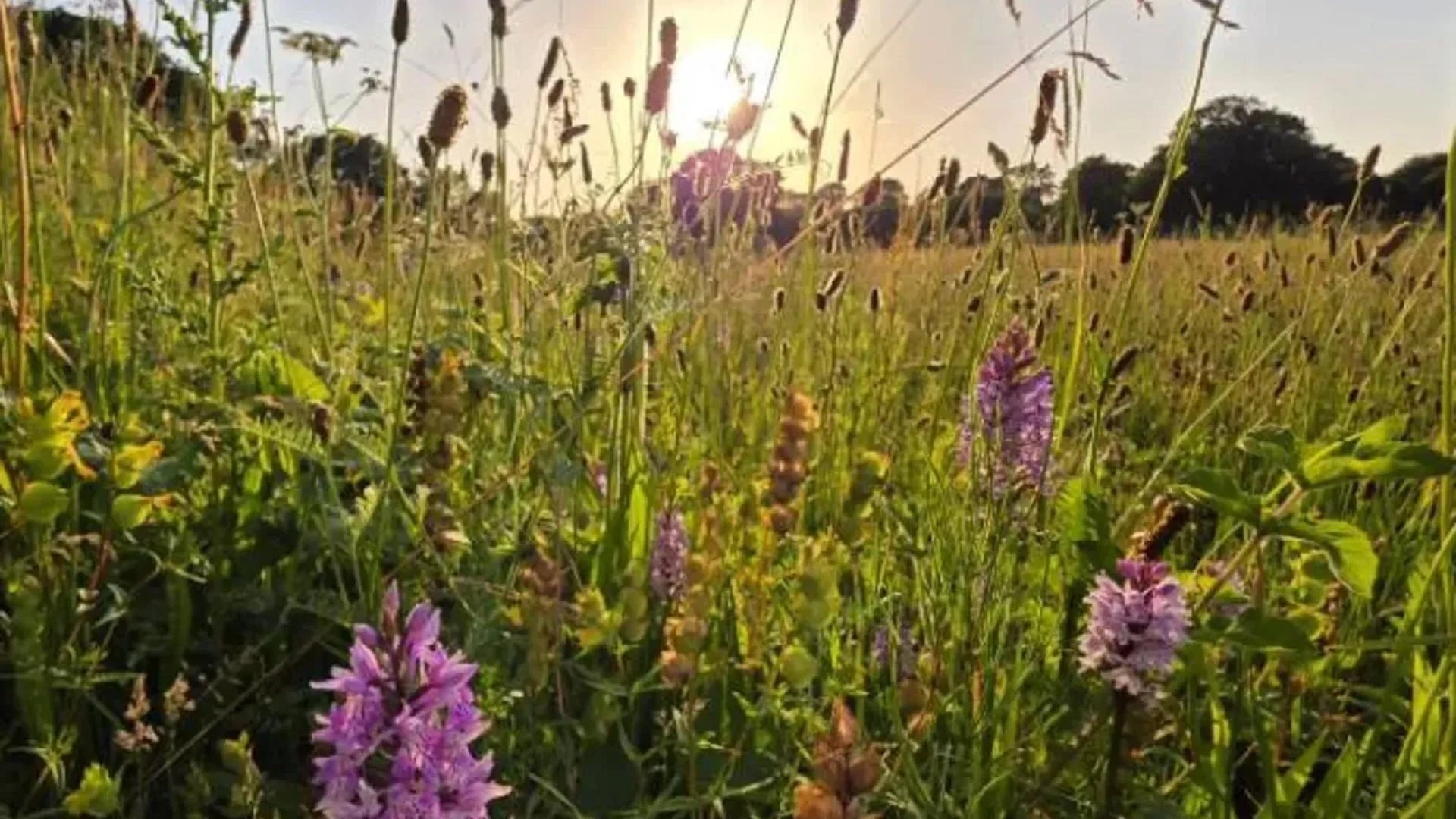 Abandoned UK farmland becomes species-rich meadow in 11 years