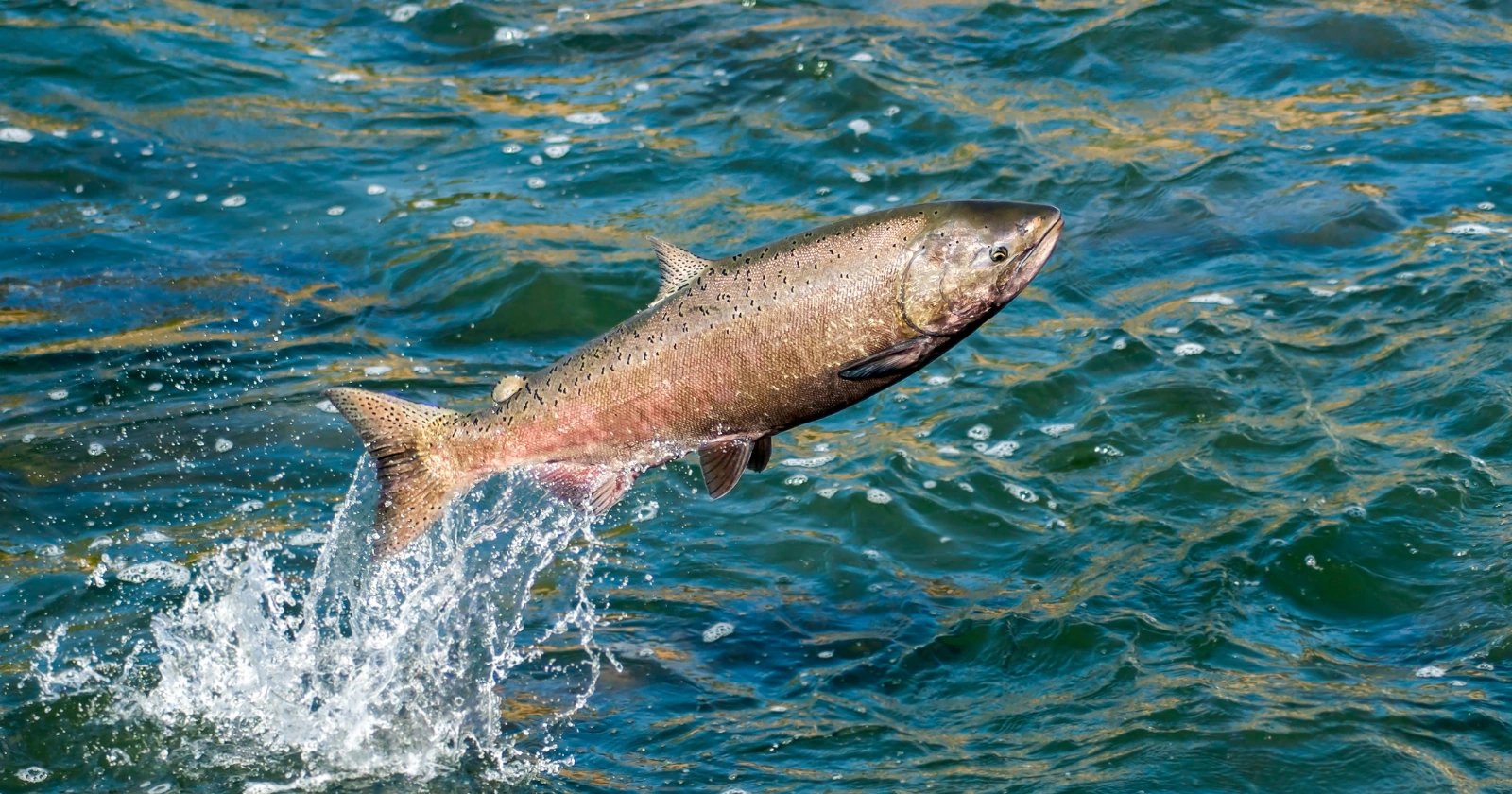 Sensor Fish data shows rapid pressure drop kills salmon at Columbia River dams
