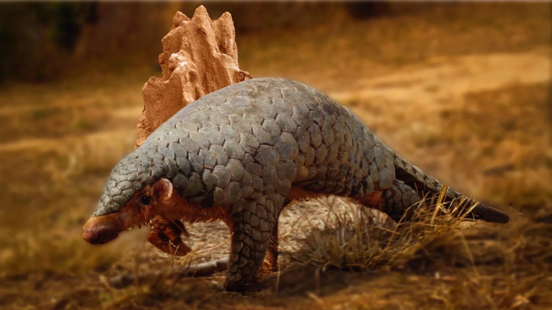 Researchers confirm new pangolin species Manis aurita in Nepal and Northern India