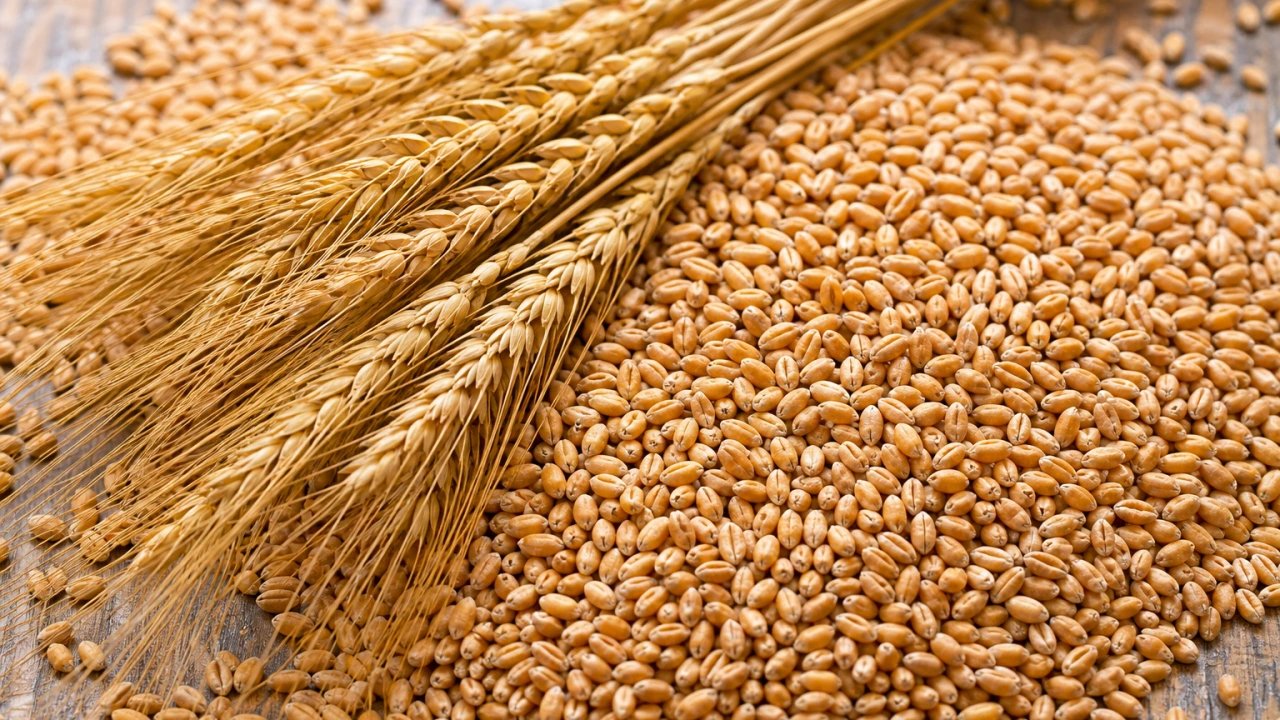 Chicago wheat futures jump 6.4% to three-year high on Black Sea supply fears