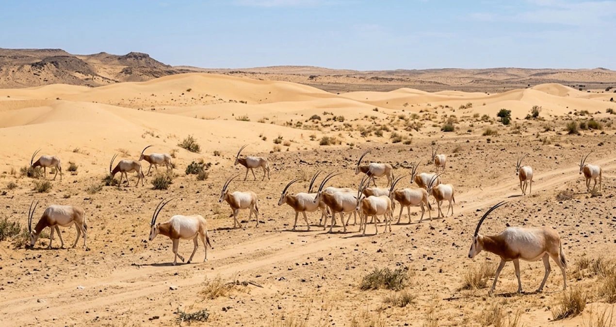 Scimitar-horned oryx returns to Chad after decade-long reintroduction