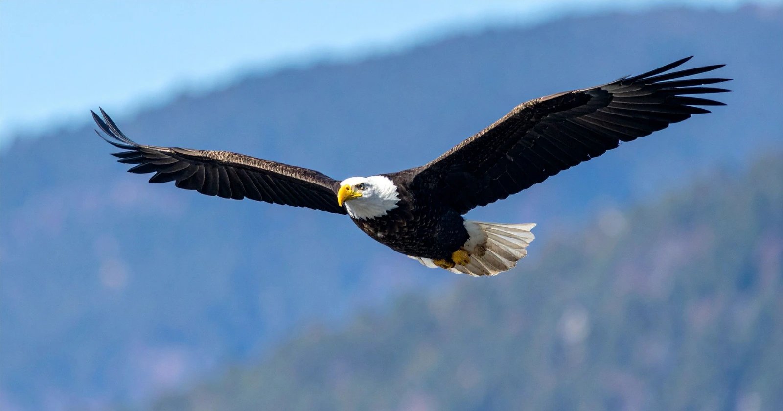 NextEra subsidiary admits 150 eagle deaths at US wind farms