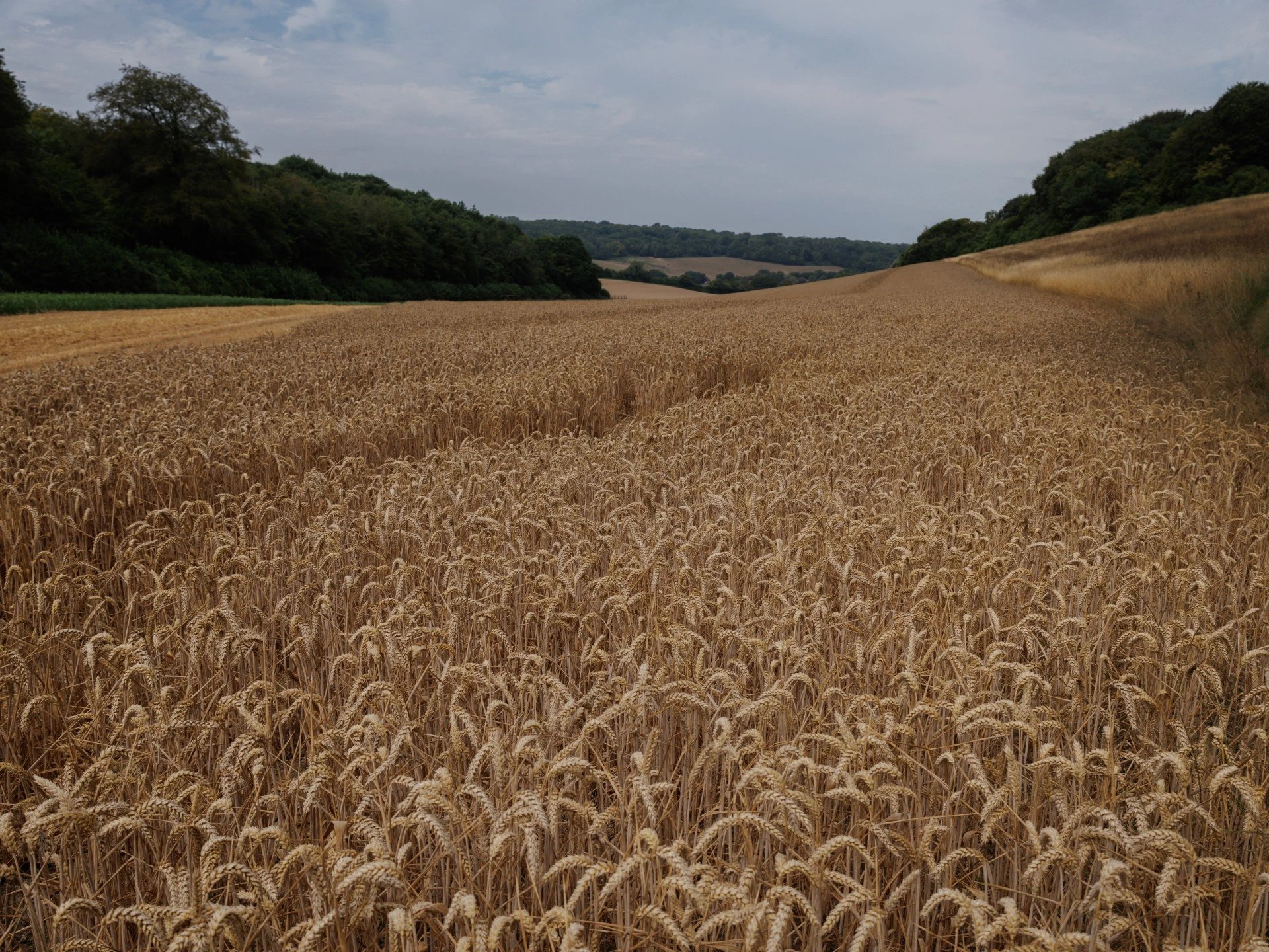 Black Sea export disruptions and drought drive wheat prices to three-year high