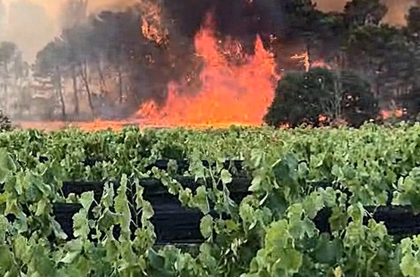 Wildfires and heatwaves reshape France's wine regions
