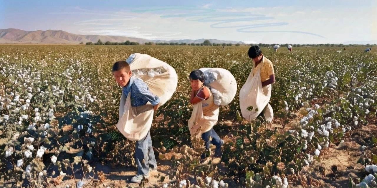 Mirziyoyev Condemns Uzbekistan's Forced Labor Legacy in Cotton Fields