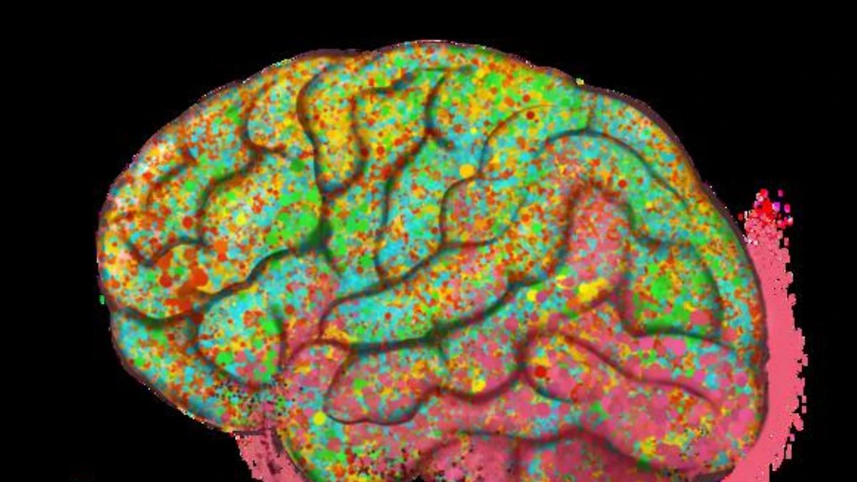 Blood cells replace immune cells of ageing human brain