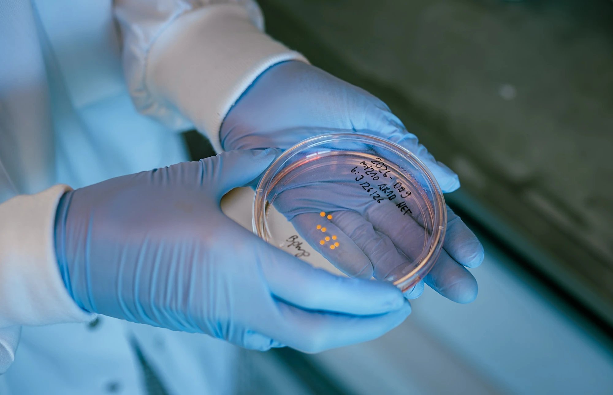 Harvard team keeps human brain organoids alive in dish for seven years