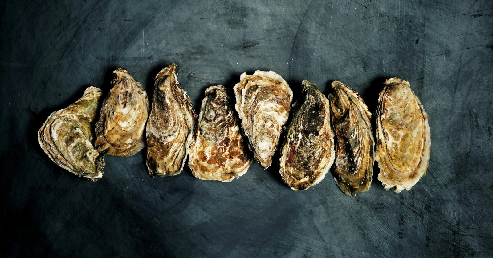 New York rebuilds oyster reefs with shells from 100-plus restaurants