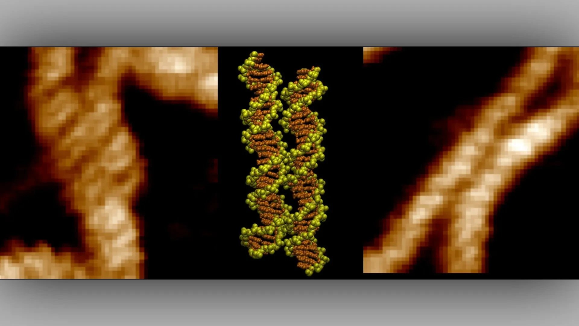 Scientists capture two DNA strands zipping together for the first time