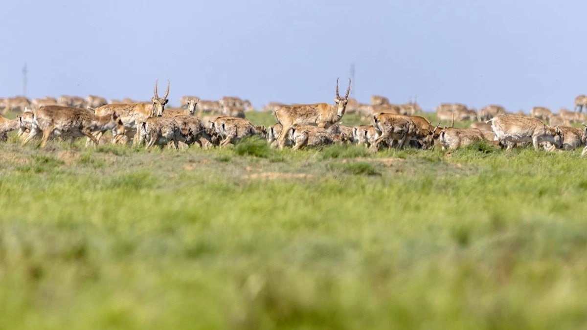 Kazakhstan's saiga population reaches 4.69 million, raising management questions
