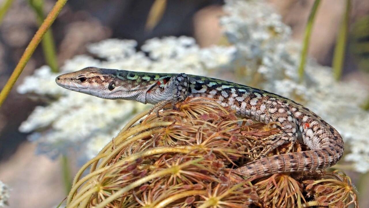 Croatian island lizards evolved cecal valves and stronger bites in 36 years