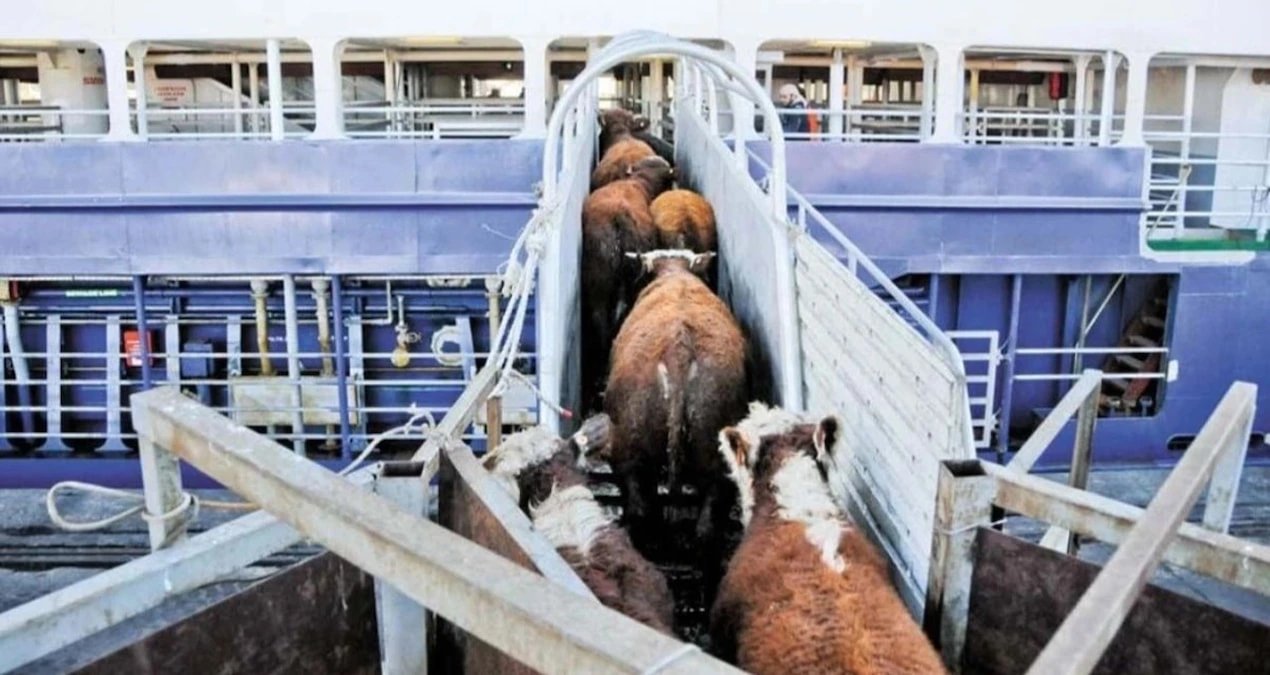 Turkey's live cattle imports from Brazil surge 82% in first seven months