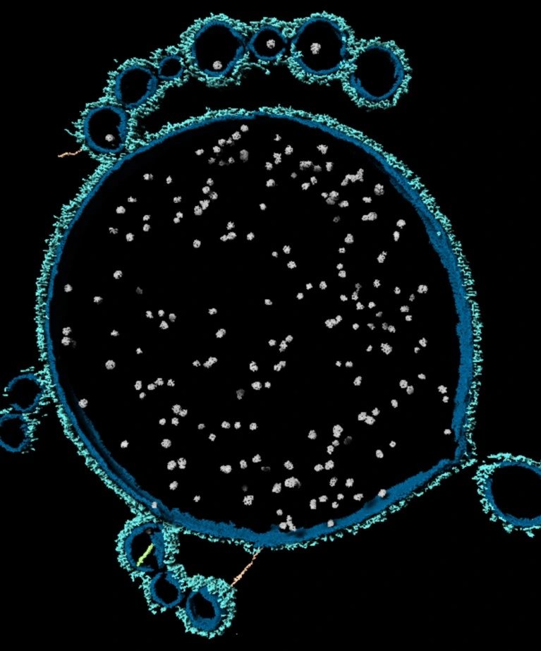 Asgard archaea cultures reveal two-domain tree of life