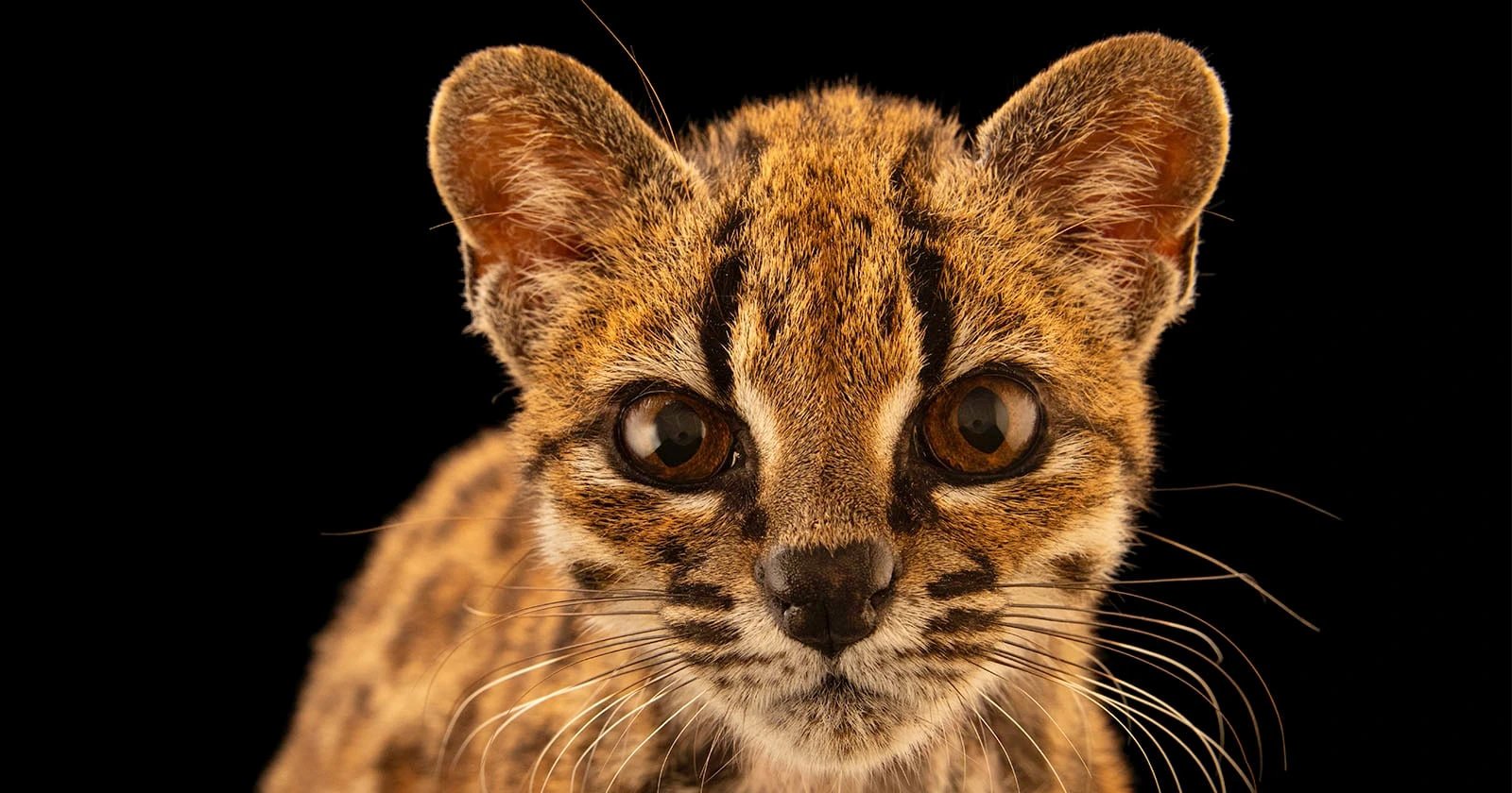 Боливияның Юнгас ормандарынан жаңа жабайы мысық түрі Leopardus tilcayo ашылды